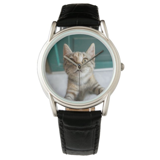 Cutest Baby Animals | Cute Tabby Kitten Watch (Front)