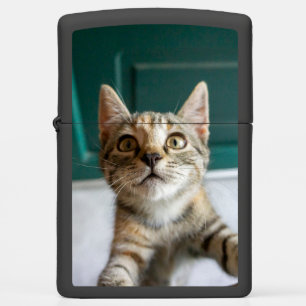 Cutest Baby Animals Cute Tabby Kitten Zippo Lighter