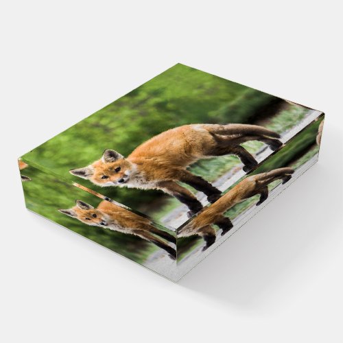 Cutest Baby Animals  Cutey Fox Paperweight