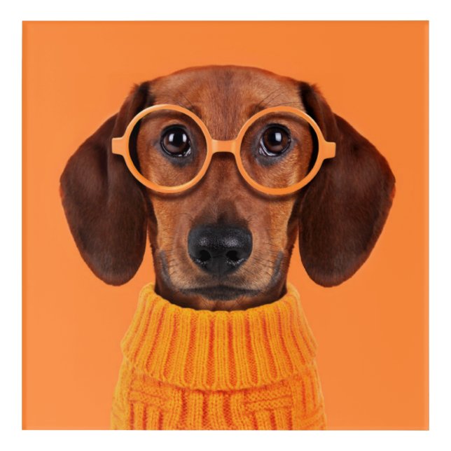 Cutest Baby Animals | Dachshund Orange Sweater Acrylic Print (Front)