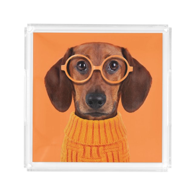 Cutest Baby Animals | Dachshund Orange Sweater Acrylic Tray (Front)