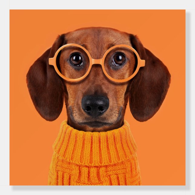 Cutest Baby Animals | Dachshund Orange Sweater Foam Board (Front)