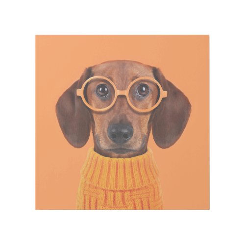 Cutest Baby Animals  Dachshund Orange Sweater Gallery Wrap