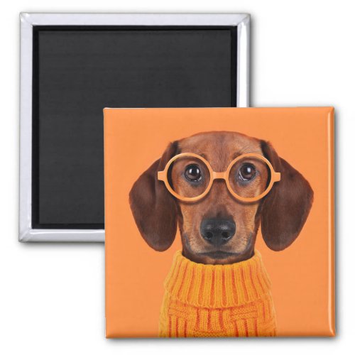 Cutest Baby Animals  Dachshund Orange Sweater Magnet