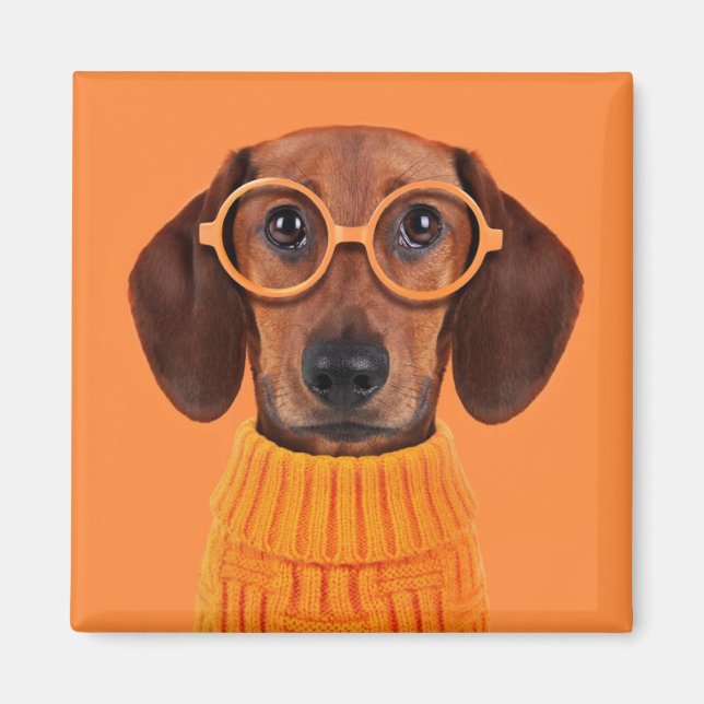 Cutest Baby Animals | Dachshund Orange Sweater Magnet (Front)