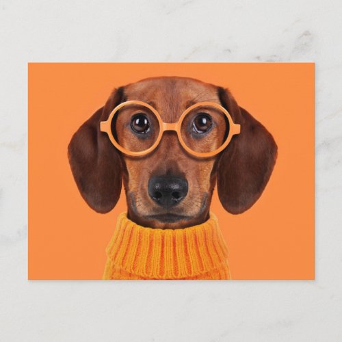 Cutest Baby Animals  Dachshund Orange Sweater Postcard
