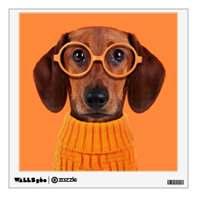 Cutest Baby Animals | Dachshund Orange Sweater Wall Decal (Front)