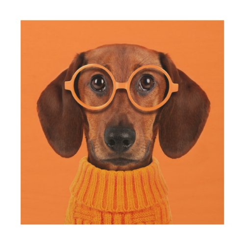 Cutest Baby Animals  Dachshund Orange Sweater Wood Wall Art