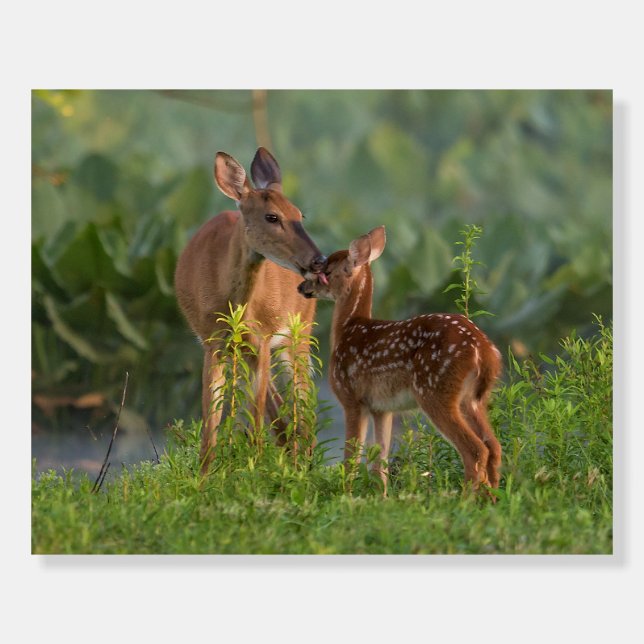 Cutest Baby Animals | Deer and Baby Foam Board (Front)
