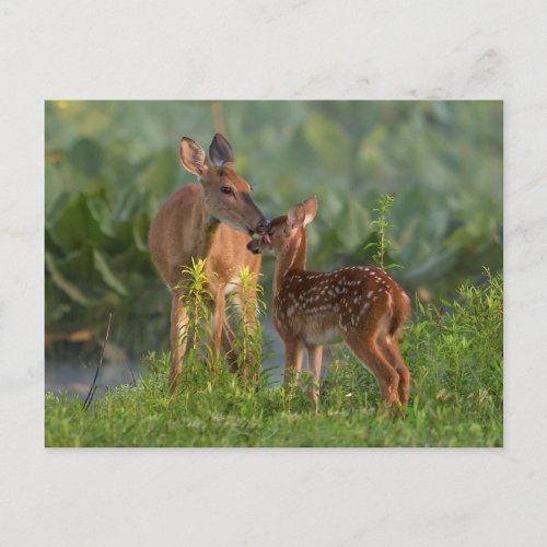 Cutest Baby Animals  Deer and Baby Postcard