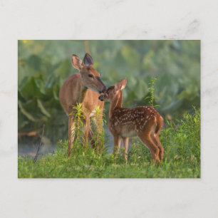 Cutest Baby Animals   Deer and Baby Postcard