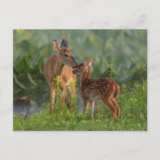 Cutest Baby Animals | Deer and Baby Postcard
