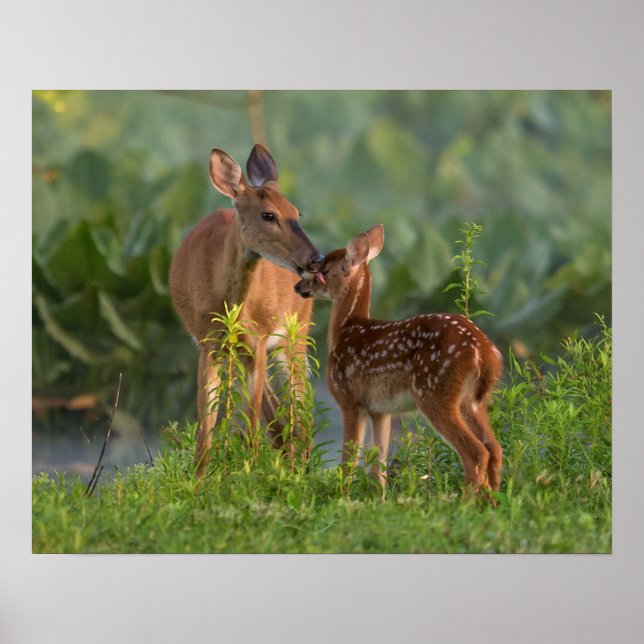 Cutest Baby Animals | Deer and Baby Poster (Front)