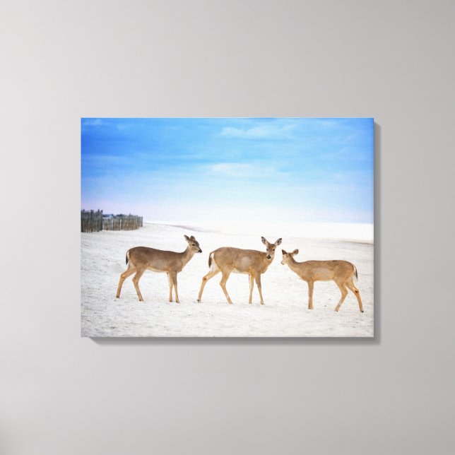 Cutest Baby Animals | Deer at the Beach Canvas Print (Front)
