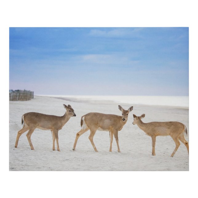Cutest Baby Animals | Deer at the Beach Faux Canvas Print (Front)