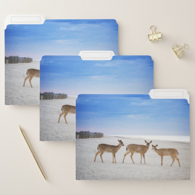 Cutest Baby Animals | Deer at the Beach File Folder (Set)
