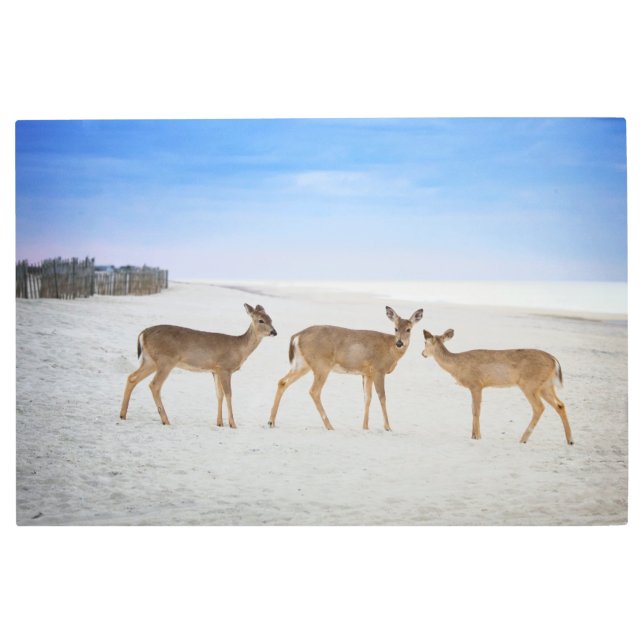 Cutest Baby Animals | Deer at the Beach Metal Print (Front)