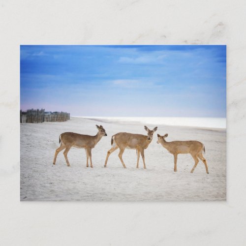 Cutest Baby Animals  Deer at the Beach Postcard