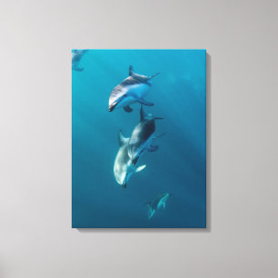 Cutest Baby Animals Dolphin Family Canvas Print