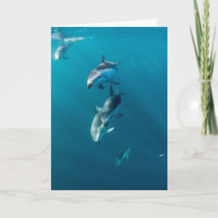 Cutest Baby Animals Dolphin Family Card