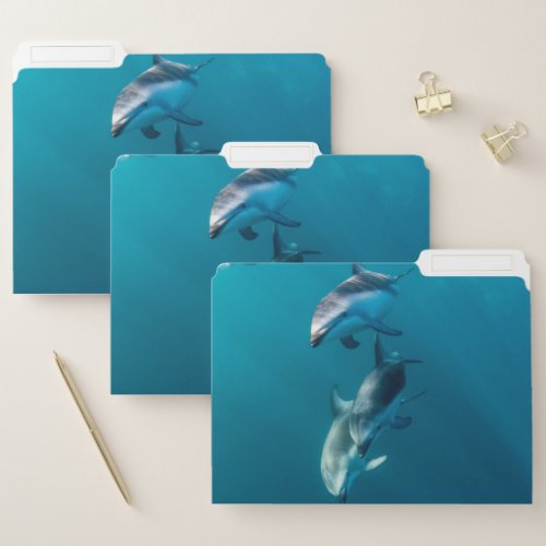 Cutest Baby Animals  Dolphin Family File Folder