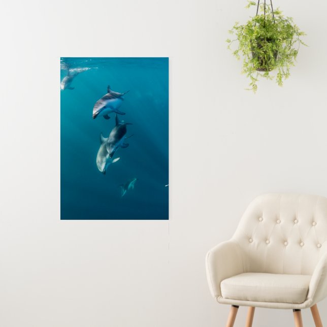 Cutest Baby Animals | Dolphin Family Foam Board (In Situ (Wall))