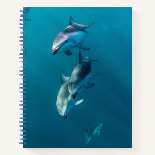 Cutest Baby Animals | Dolphin Family Notebook (Front)