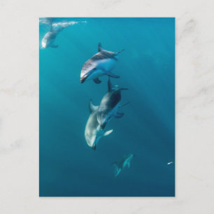 Cutest Baby Animals   Dolphin Family Postcard