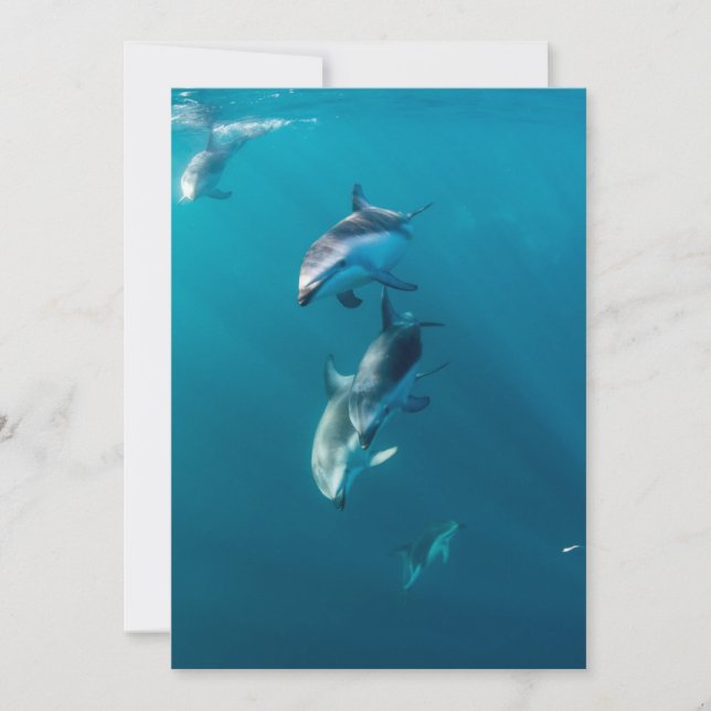 Cutest Baby Animals | Dolphin Family Thank You Card (Front)