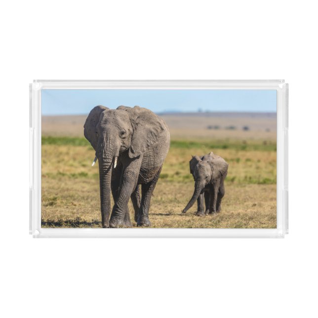 Cutest Baby Animals | Elephant Mother & Baby Acrylic Tray (Front)