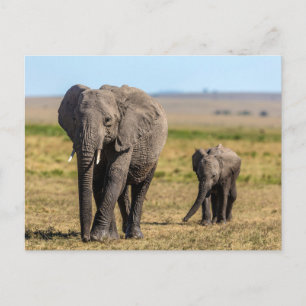 Cutest Baby Animals Elephant Mother & Baby Postcard