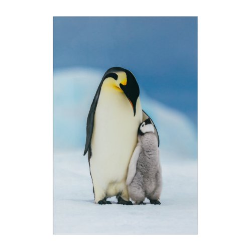Cutest Baby Animals  Emperor Penguin Chick Acrylic Print