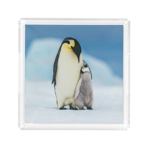 Cutest Baby Animals  Emperor Penguin Chick Acrylic Tray