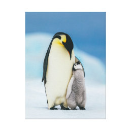 Cutest Baby Animals | Emperor Penguin Chick Canvas Print