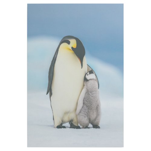 Cutest Baby Animals  Emperor Penguin Chick Gallery Wrap