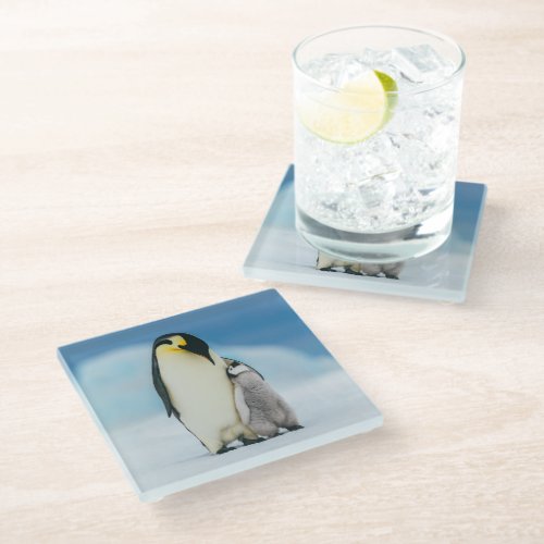 Cutest Baby Animals  Emperor Penguin Chick Glass Coaster