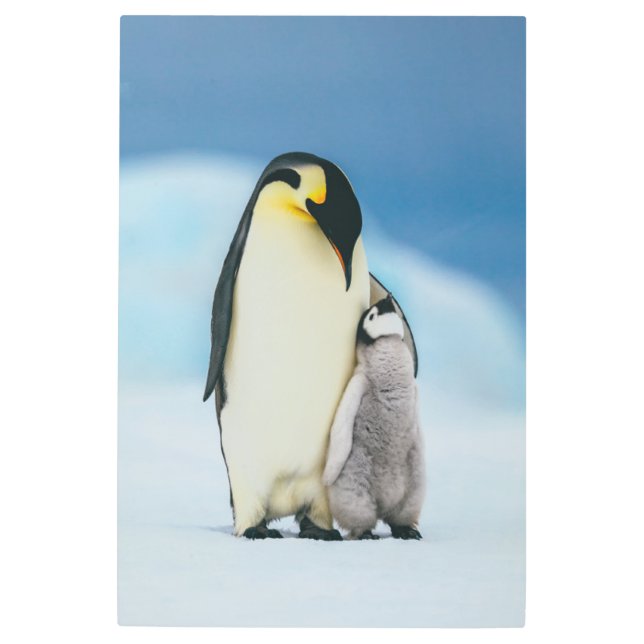 Cutest Baby Animals | Emperor Penguin Chick Metal Print (Front)