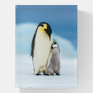 Cutest Baby Animals Emperor Penguin Chick Paperweight