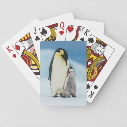 Cutest Baby Animals  Emperor Penguin Chick Playing Cards
