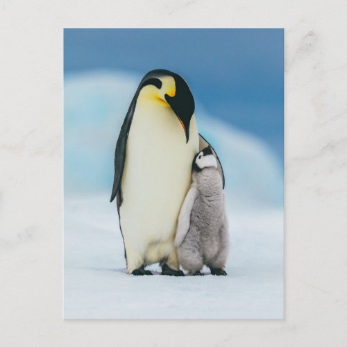 Cutest Baby Animals  Emperor Penguin Chick Postcard