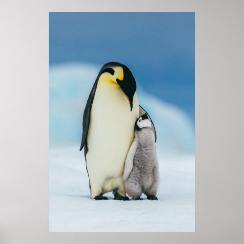 Cutest Baby Animals  Emperor Penguin Chick Poster