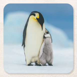 Cutest Baby Animals Emperor Penguin Chick Square Paper Coaster