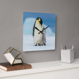 Cutest Baby Animals Emperor Penguin Chick Square Wall Clock