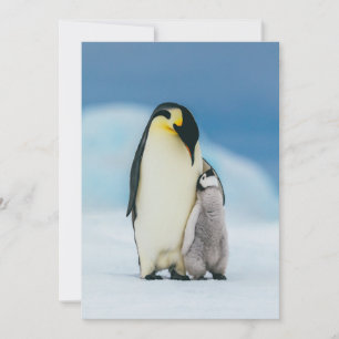 Cutest Baby Animals Emperor Penguin Chick Thank You Card