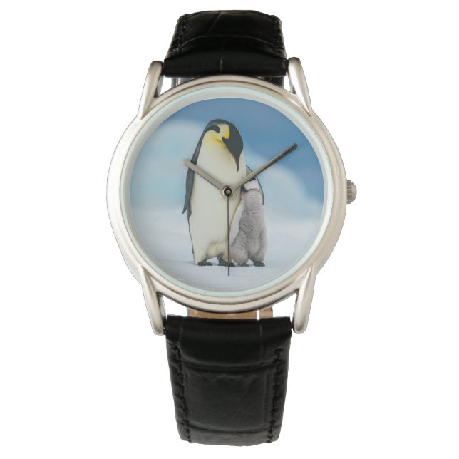 Cutest Baby Animals | Emperor Penguin Chick Watch (Front)