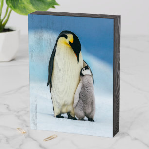 Cutest Baby Animals Emperor Penguin Chick Wooden Box Sign