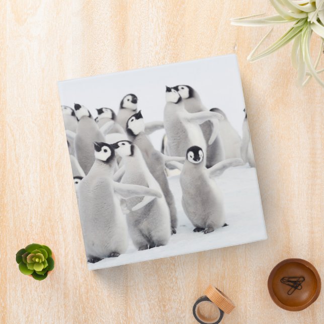 Cutest Baby Animals | Emperor Penguin Chicks 3 Ring Binder (In Situ)