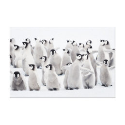 Cutest Baby Animals | Emperor Penguin Chicks Canvas Print