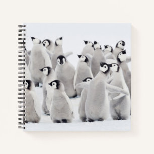 Cutest Baby Animals Emperor Penguin Chicks Notebook