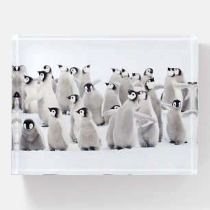 Cutest Baby Animals   Emperor Penguin Chicks Paperweight